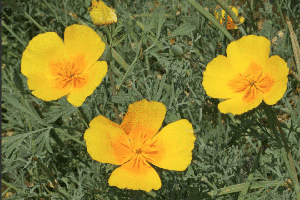 California Yellow Poppy Seeds — San Diego Seed Company