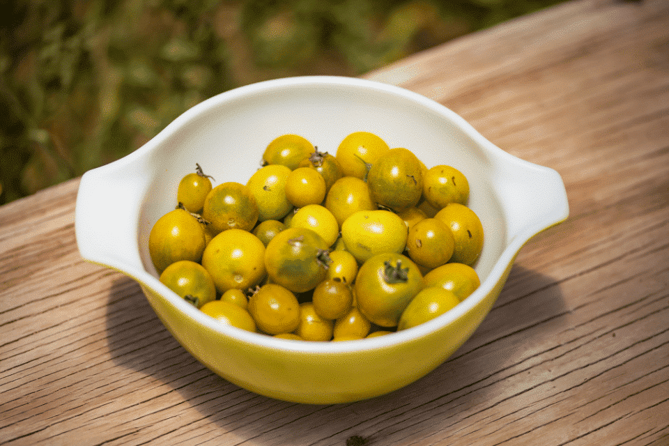 Organic Green Grape Tomato — San Diego Seed Company