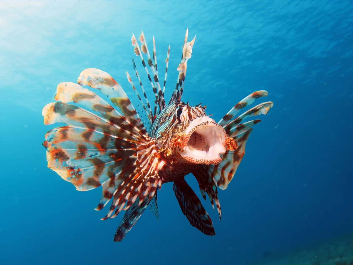 Hunting Lionfish in the Caribbean (Eating Them Too!)