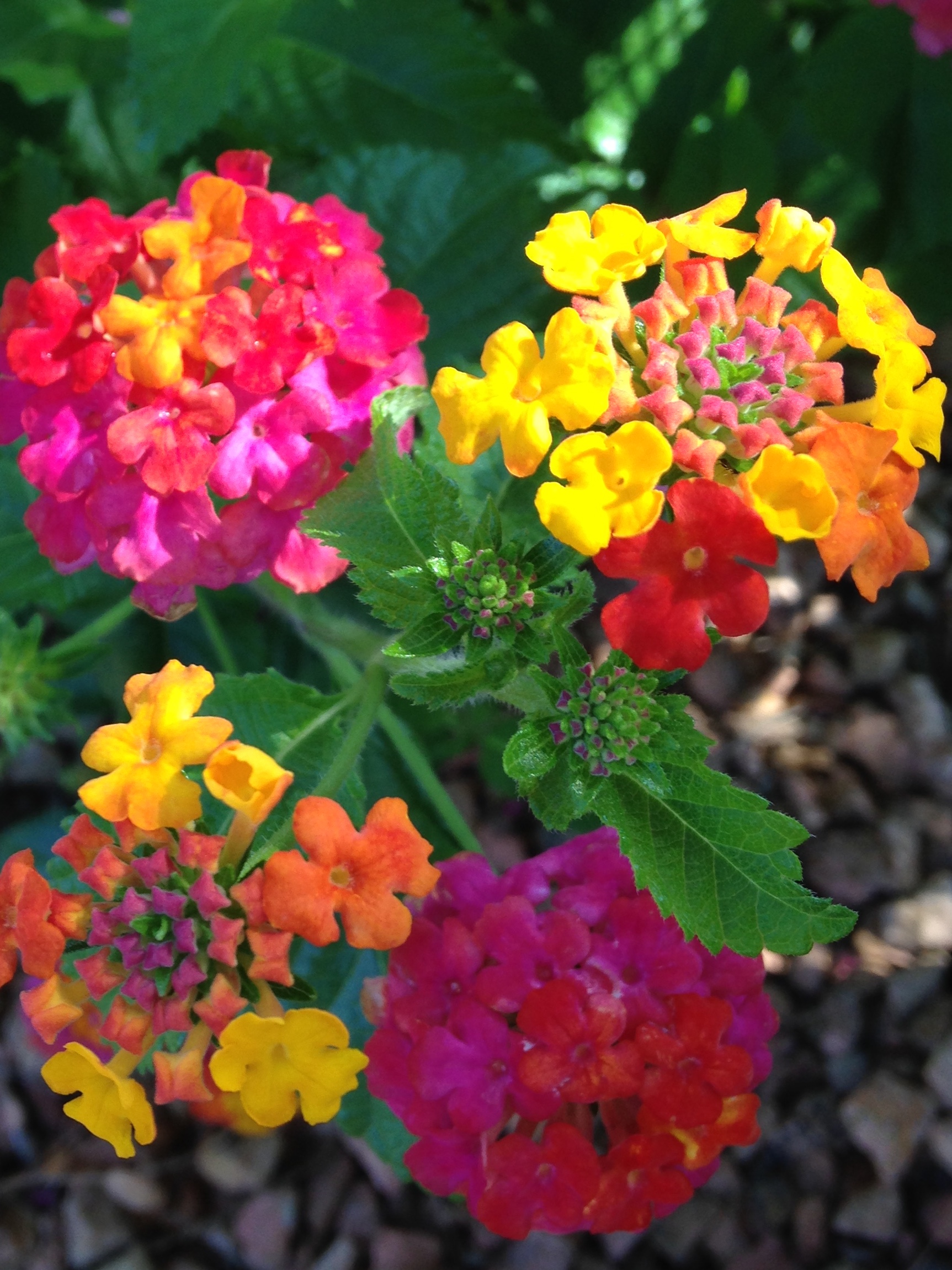 Plant of The Month Lantana Sandoval County Master Gardeners