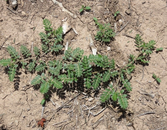 Puncture vine (a.k.a. Goathead) Tribulus terrestris Sandoval