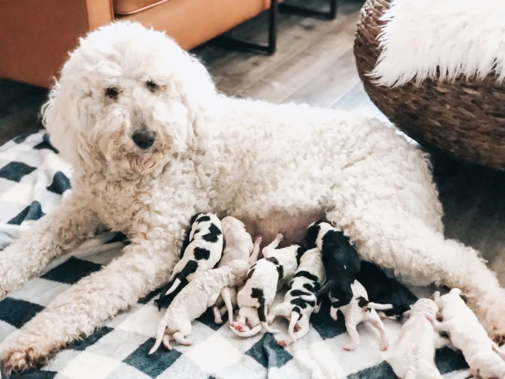Goldendoodle and Labradoodle mixed equals Double Doodle