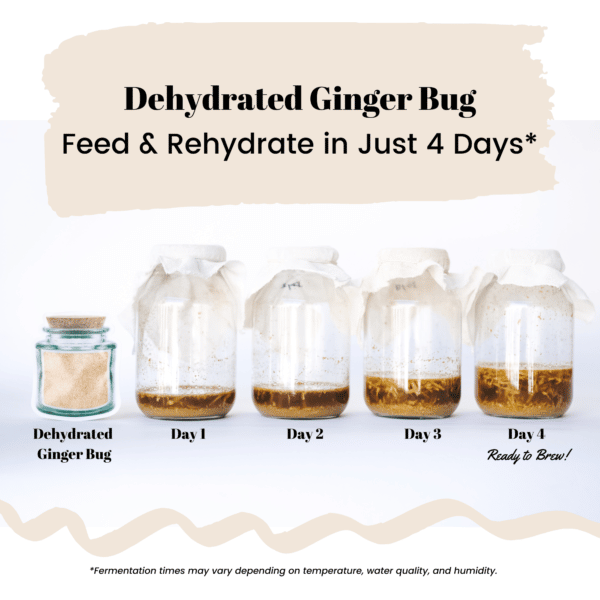 Ginger Bug Dehydrated Living Soda Starter Sandpoint Soda Company