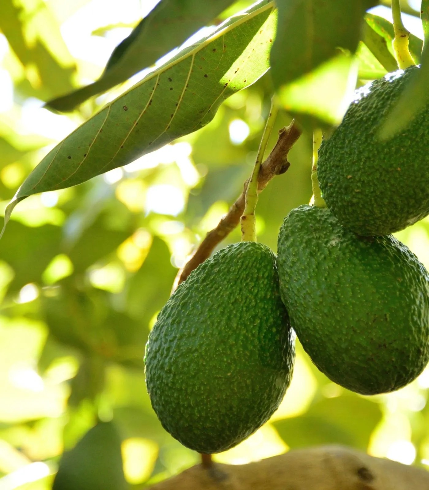 7 Health Benefits of Avocado Smoothies Sandra Gentleman