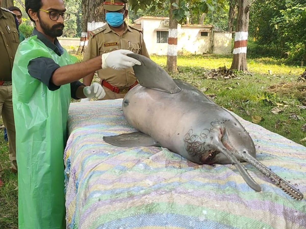 India Lost 10 More Gangetic River Dolphins In One Year in 202223 SANDRP