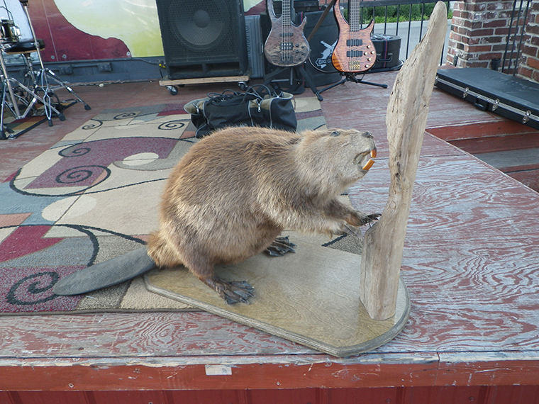 Man, That Beaver Is Totally Street. Sandwich Control Man, That Beaver