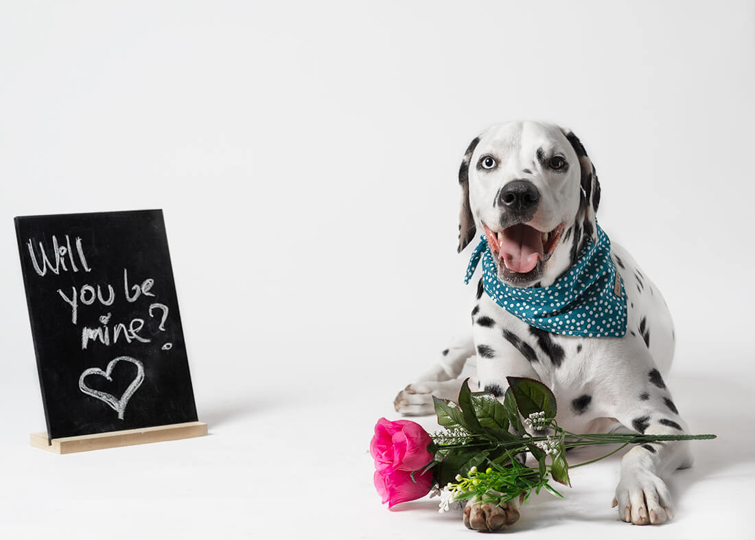 Pet photographer Gold Coast Sandy Noses Pet Photography