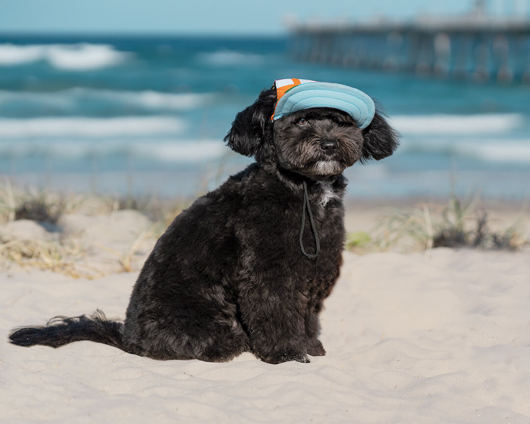 Pet photographer Gold Coast Sandy Noses Pet Photography