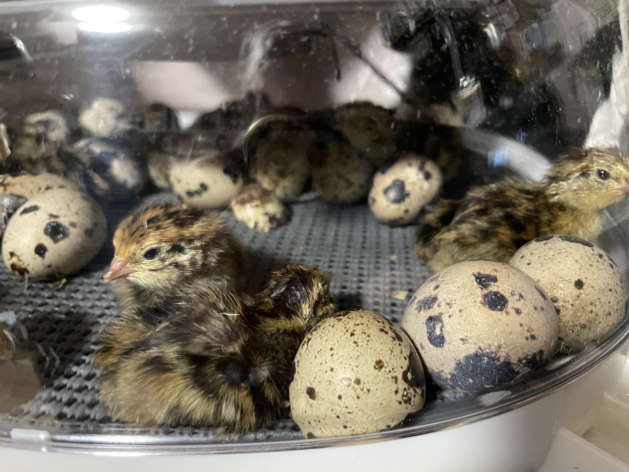 How Long Do Coturnix Quail Eggs Take to Hatch? Sandy Soil Farms