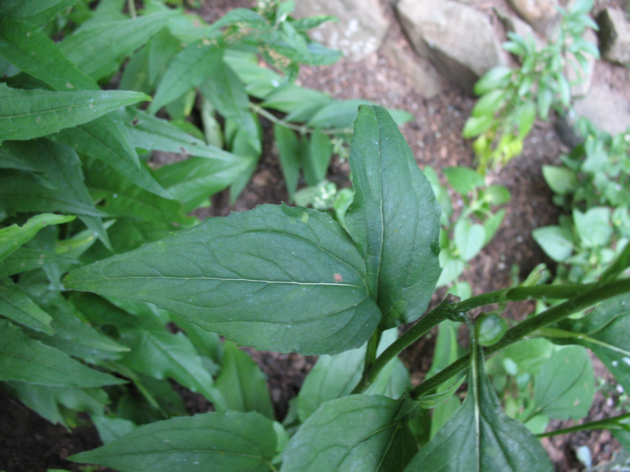 Echinacea purpurea ‘White Swan’ leaf Sandy's Plants, Disease and