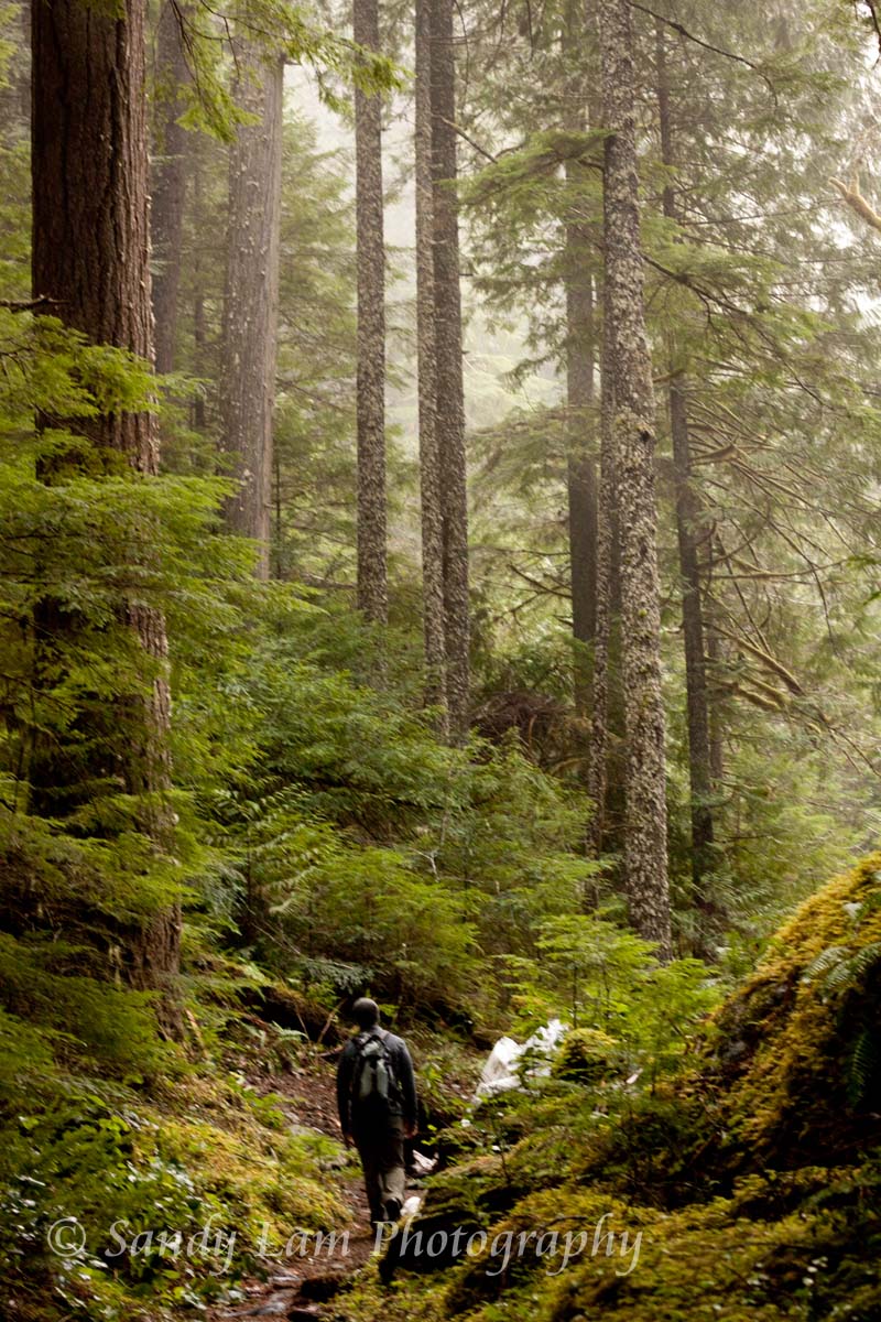Big Quilcene Lower River Trail Sandy Lam Photography Sandy Lam