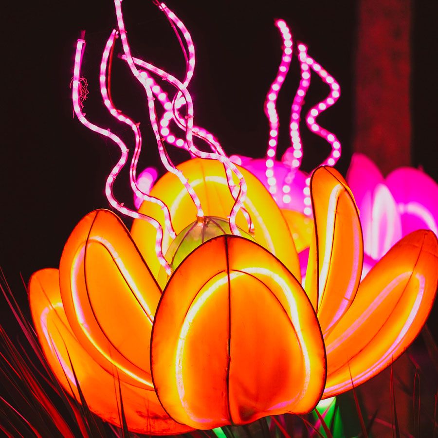 lantern festival florida 2023 Tickets, Packages, Hotels for Asian Lantern Festival Into the Wild Tours