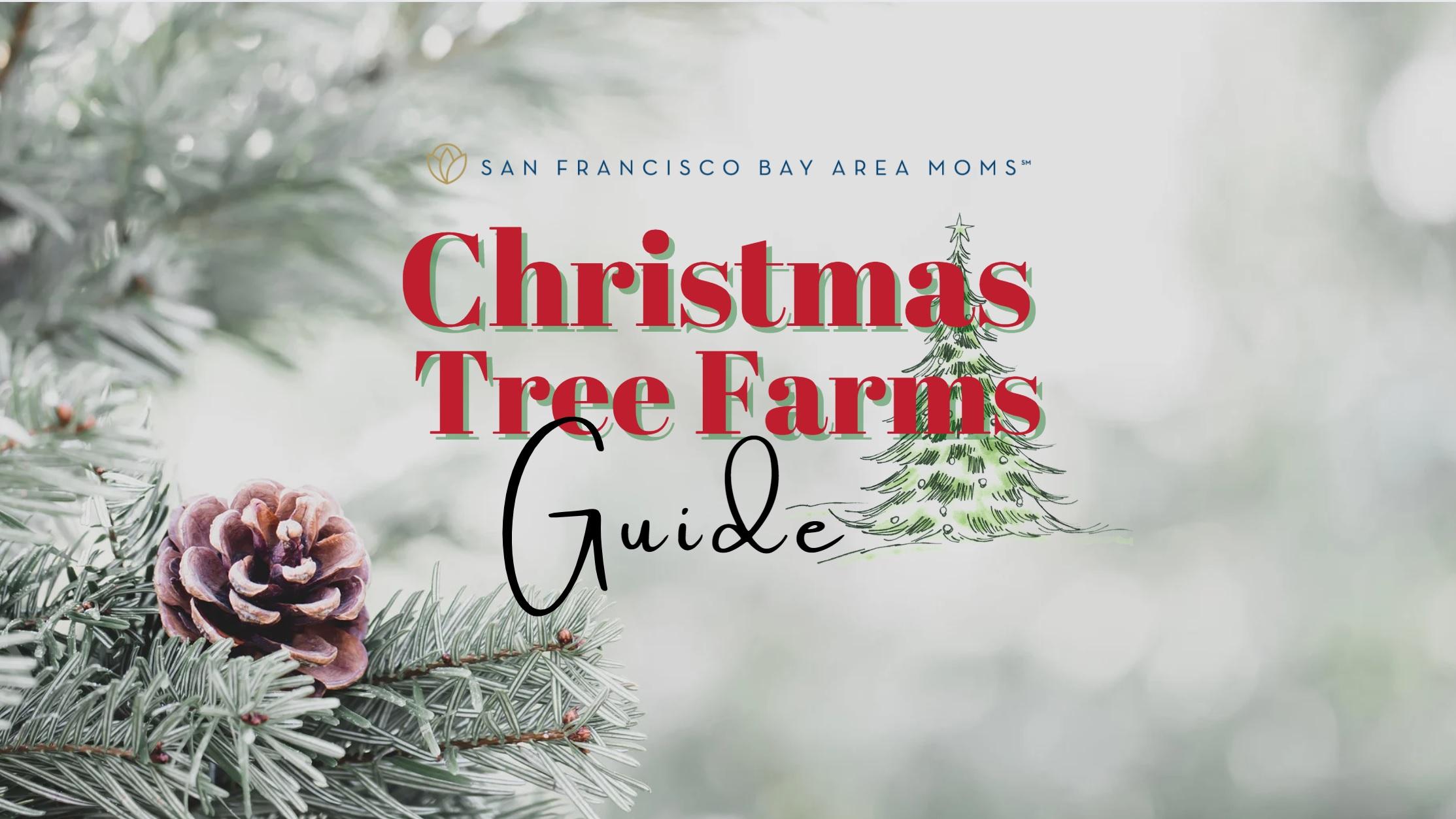 Guide to Christmas Tree Farms San Francisco Bay Area