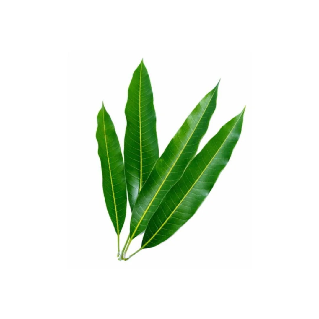 Mango Leaf 3 pc (For Pooja) Sangamitra Bit Grocery