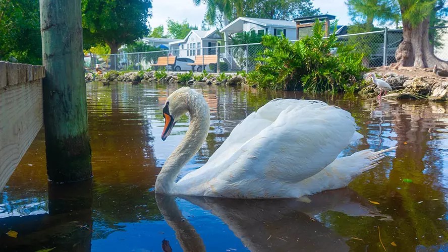 Periwinkle Park Beautiful Sanibel Island Camping