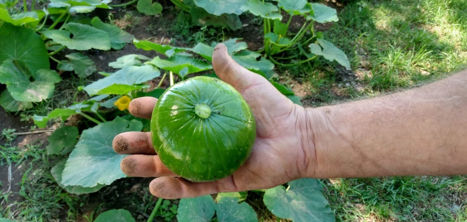 Vivero Municipal Municipalidad de San Jerónimo Norte
