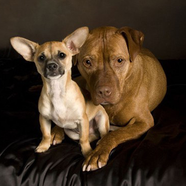 San Jose Dog Services Heart Centered Care & Training