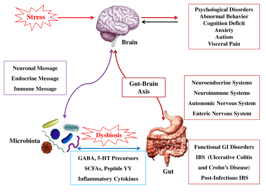 The Neuroendocrine System of the Gut and the BrainGut Axis (GutBrain