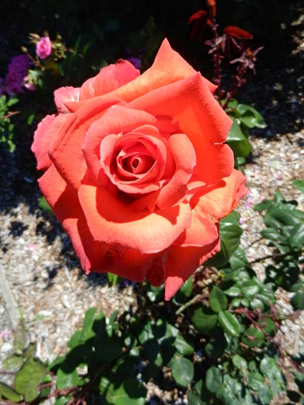Rose Pruning Demonstration San Juan Update