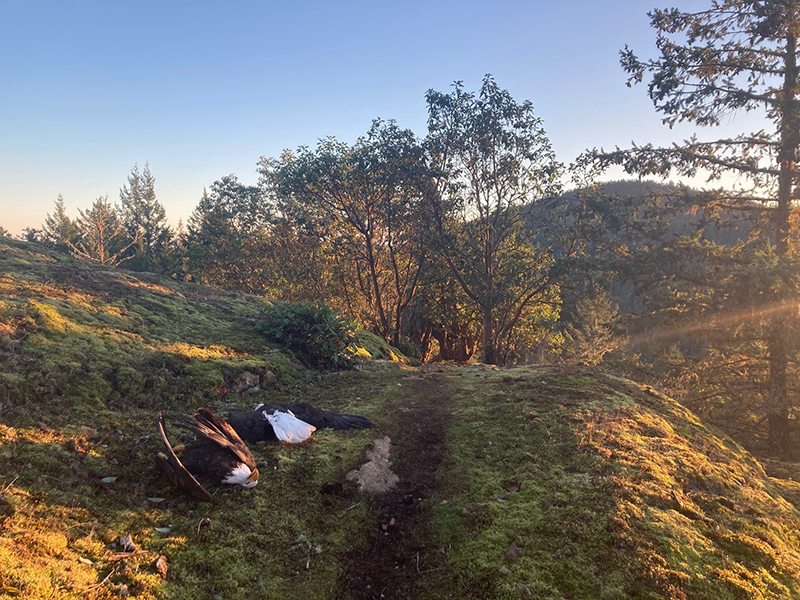 San Juan Land Bank's Tale Of Two Eagles San Juan Update