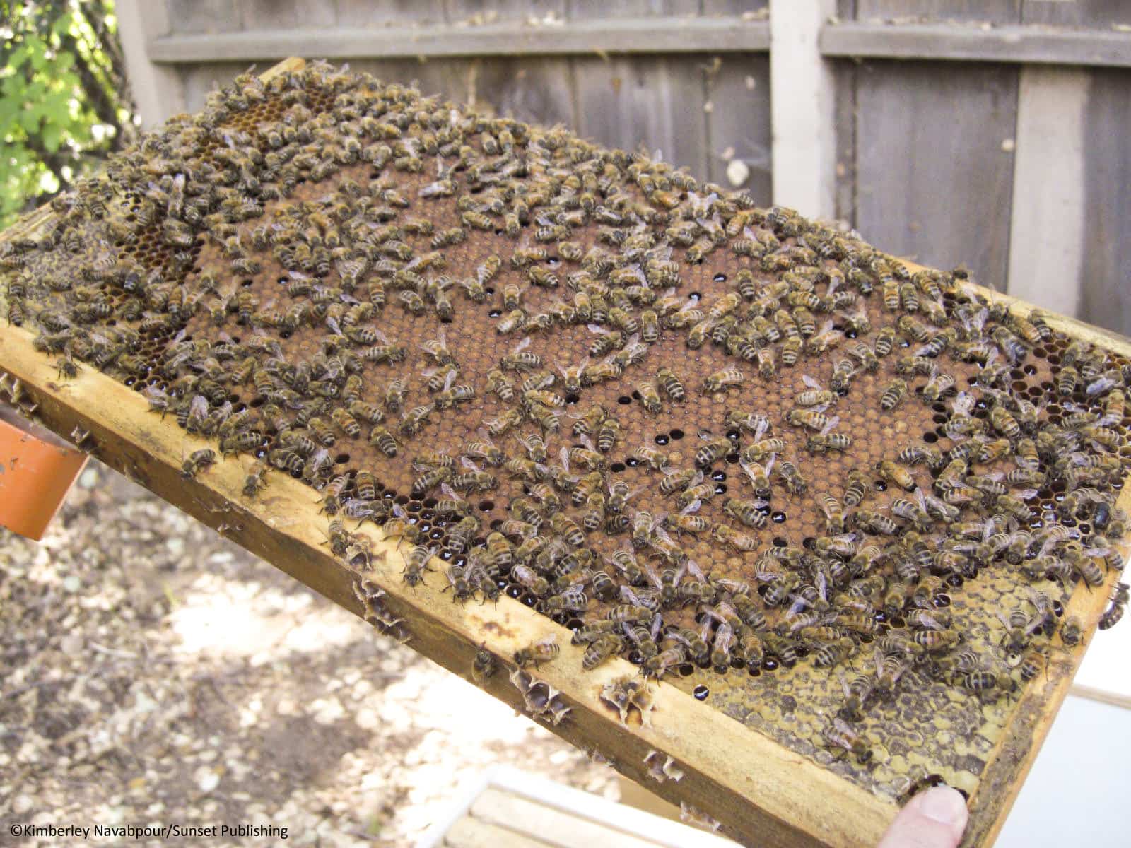 Photos Beekeepers’ Guild of San Mateo County