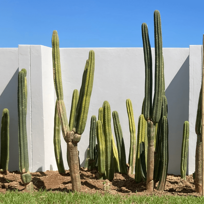 Cactus San Pedro Mother Plants San Pedro Cactus Farm