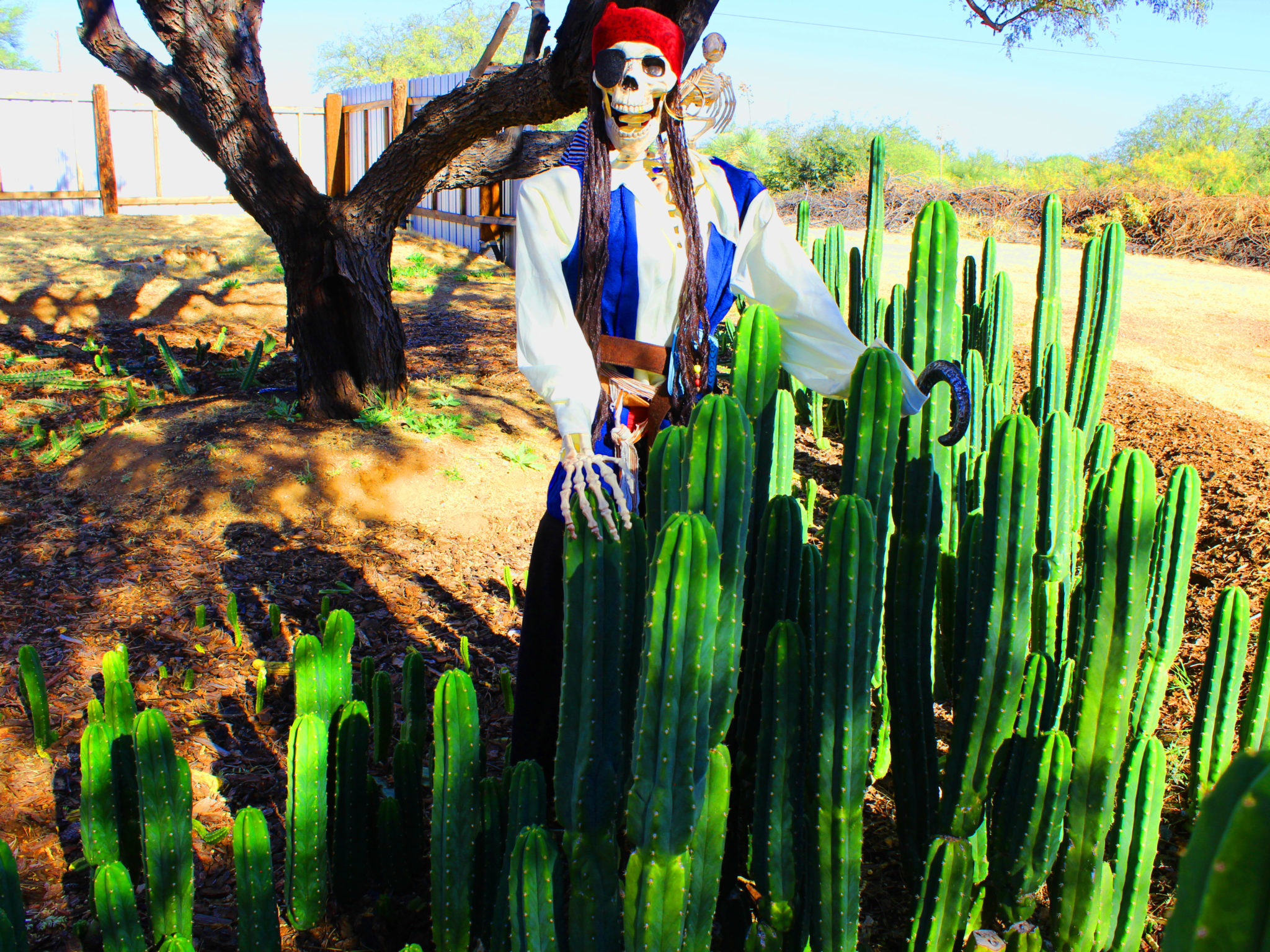 Werdermannianus, Macrogonus, Bridgesii, San Pedro, Peruvianus TOP Jumbo