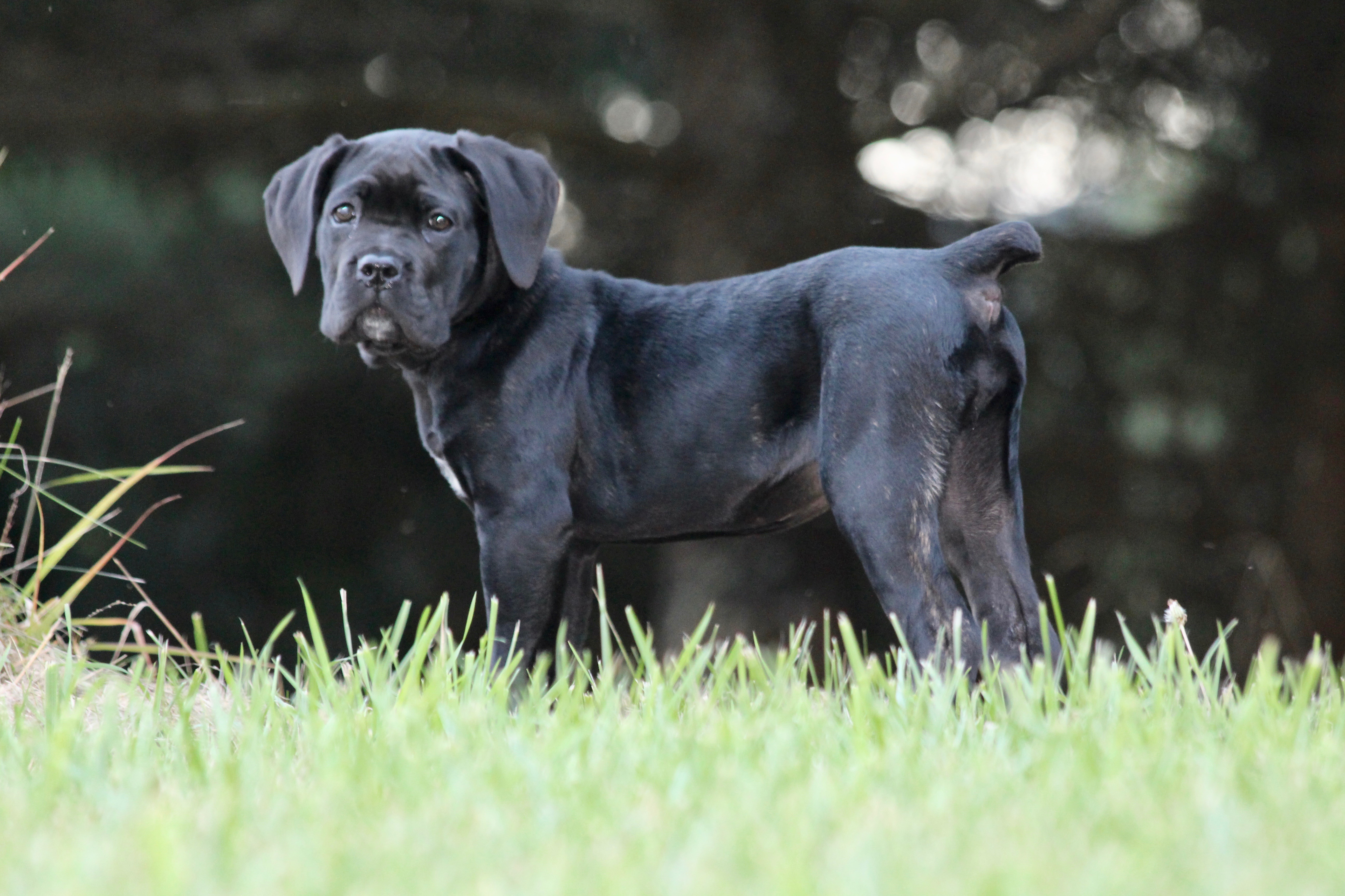 San Rocco Cane Corso Puppies For Sale