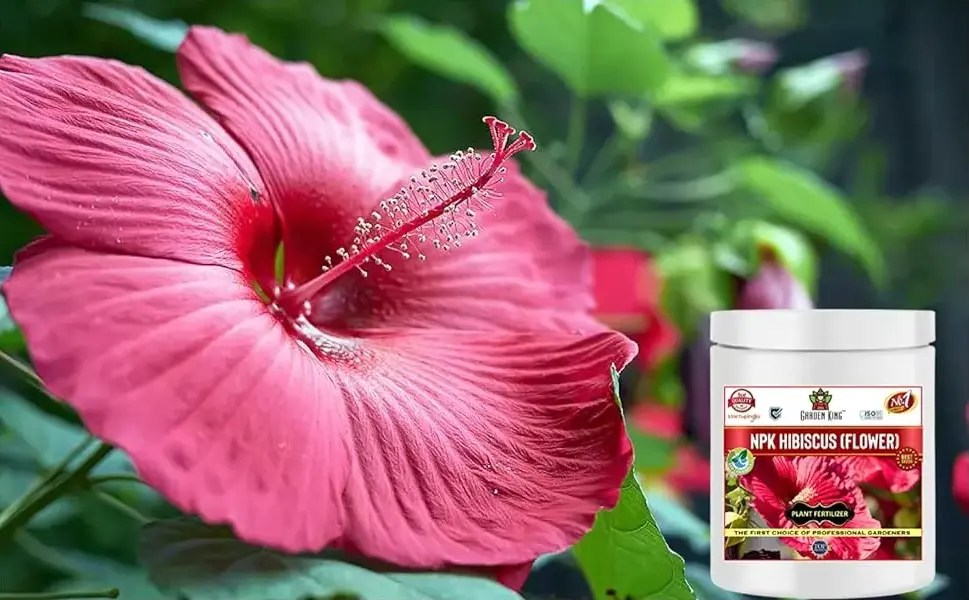NPK For Hibiscus Flower Sansar Agro Best Fertilizer For Plants