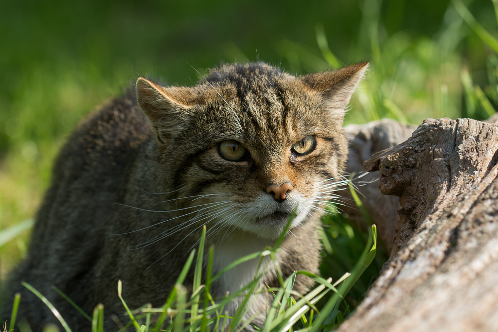 Zoom sur l’étonnant chat sauvage d’Écosse Sans