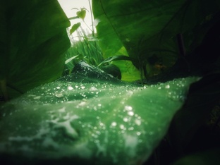 Download hd wallpaper image 26 water on leave new