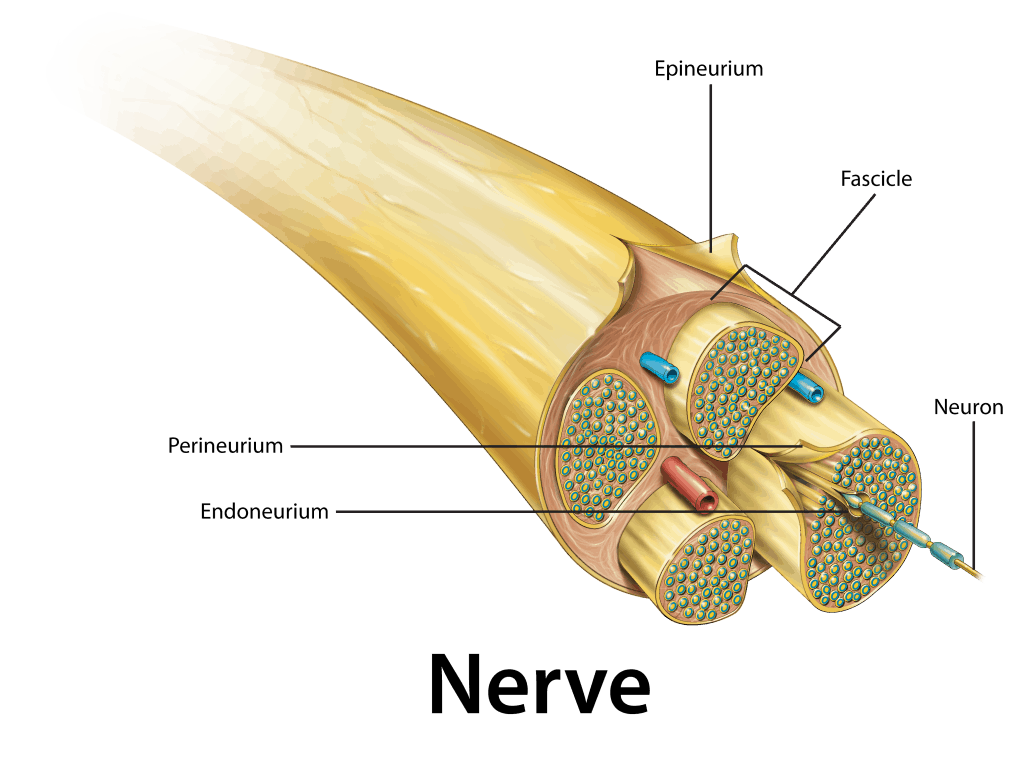 Damaged Nerves, Muscles from Accidents and Sports Injuries ⋆ Santa