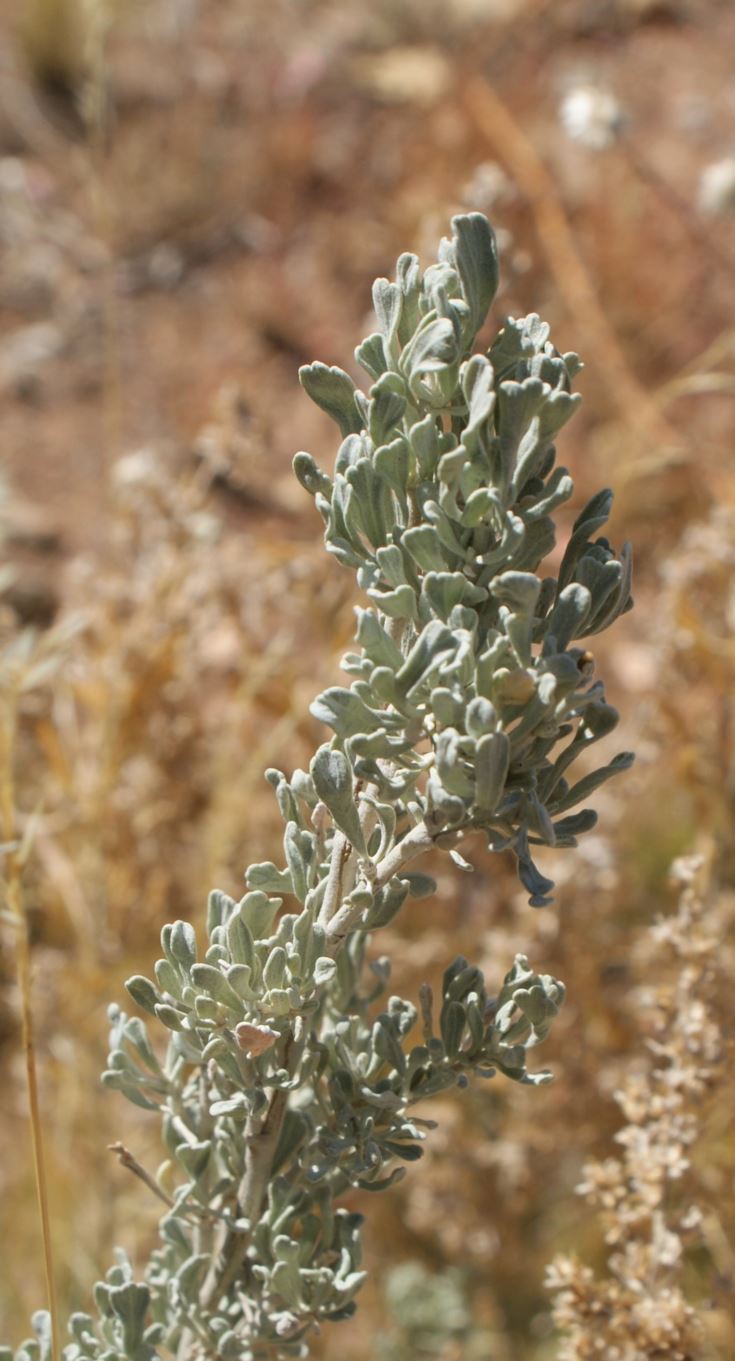 Chamizo Blanco . Artemisia tridentata - big sagebrush, Great Basin ...