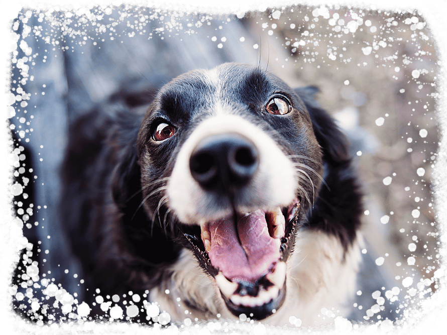 Santa Fe Tails Pet Daycare, boarding and training facility in Santa Fe.