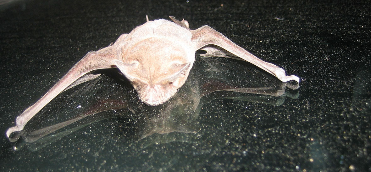 What Do Santa Rosa Bats Use To Communicate With Each Other? Learn All