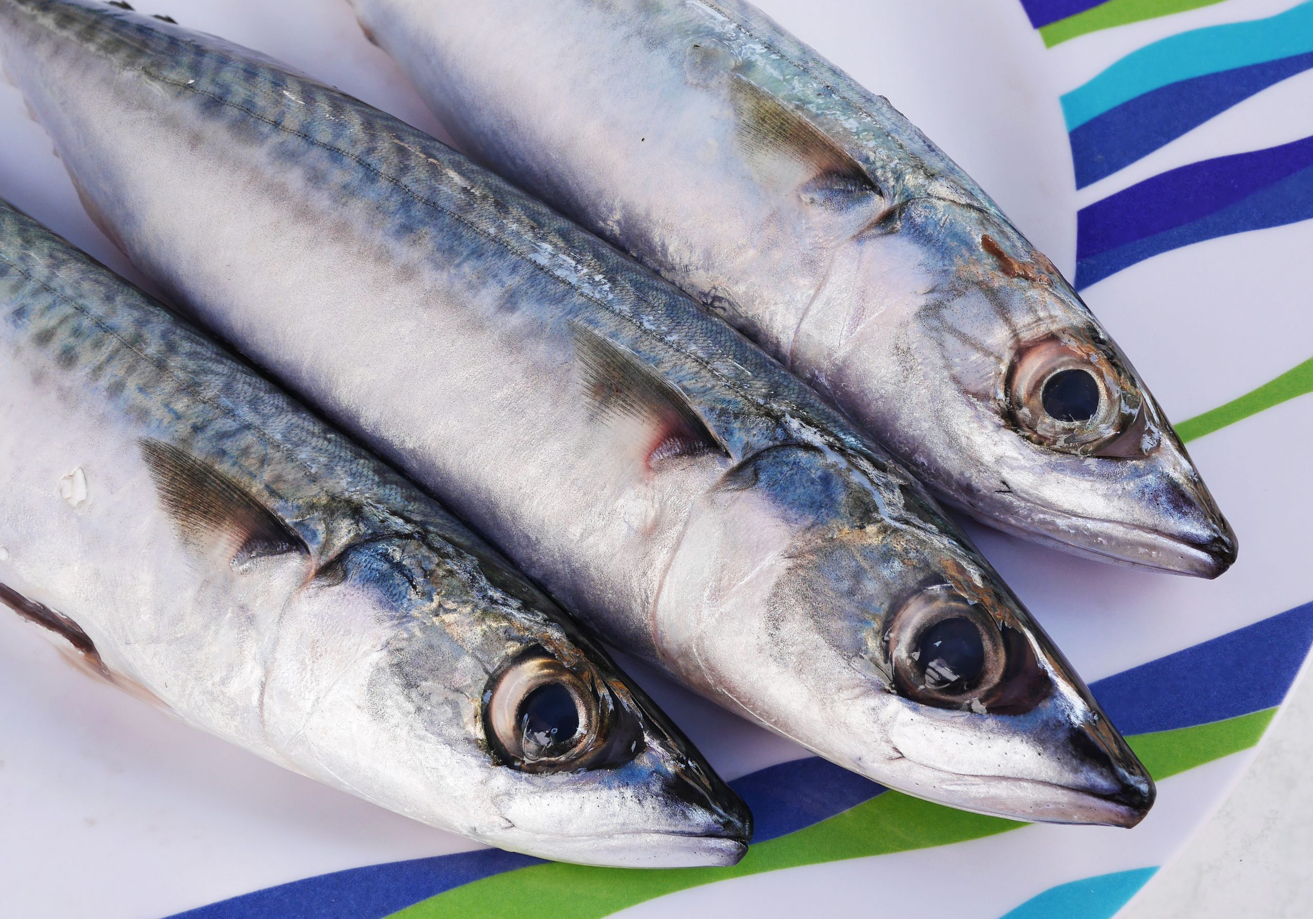 IQF Florida Mackerel (1 Pound) Santa Rosa Seafood