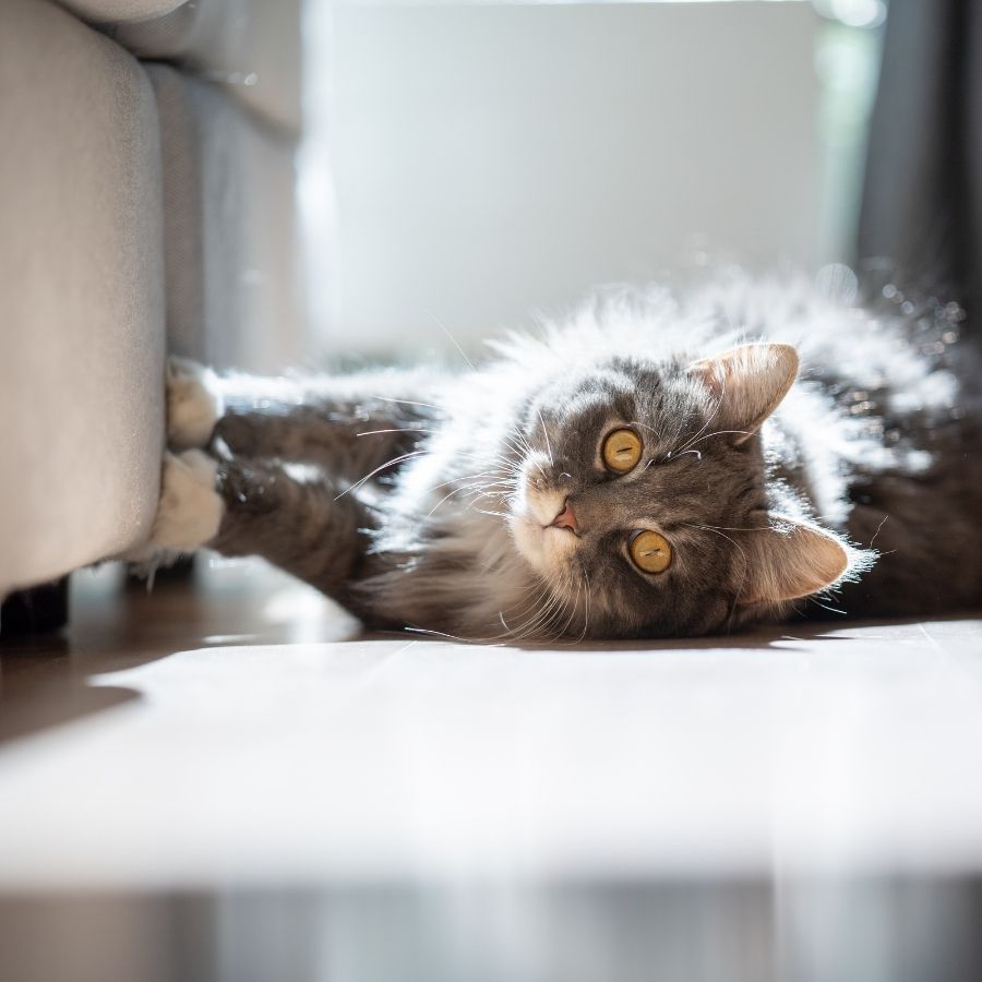 Santa Rosa, CA Veterinary Services Santa Rosa Veterinary Hospital