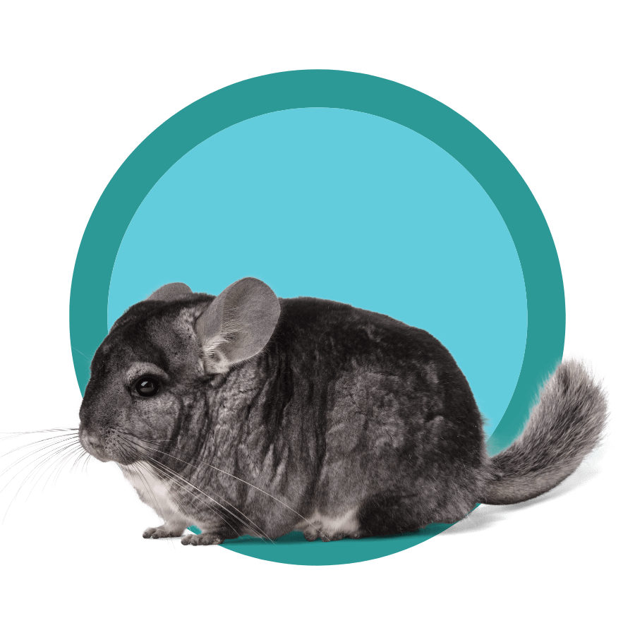 Pet Diagnostics in Santa Rosa , CA Santa Rosa Veterinary Hospital