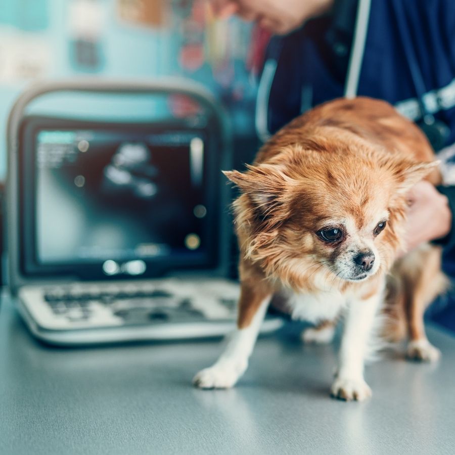 Pet Diagnostics in Santa Rosa , CA Santa Rosa Vet Hospital