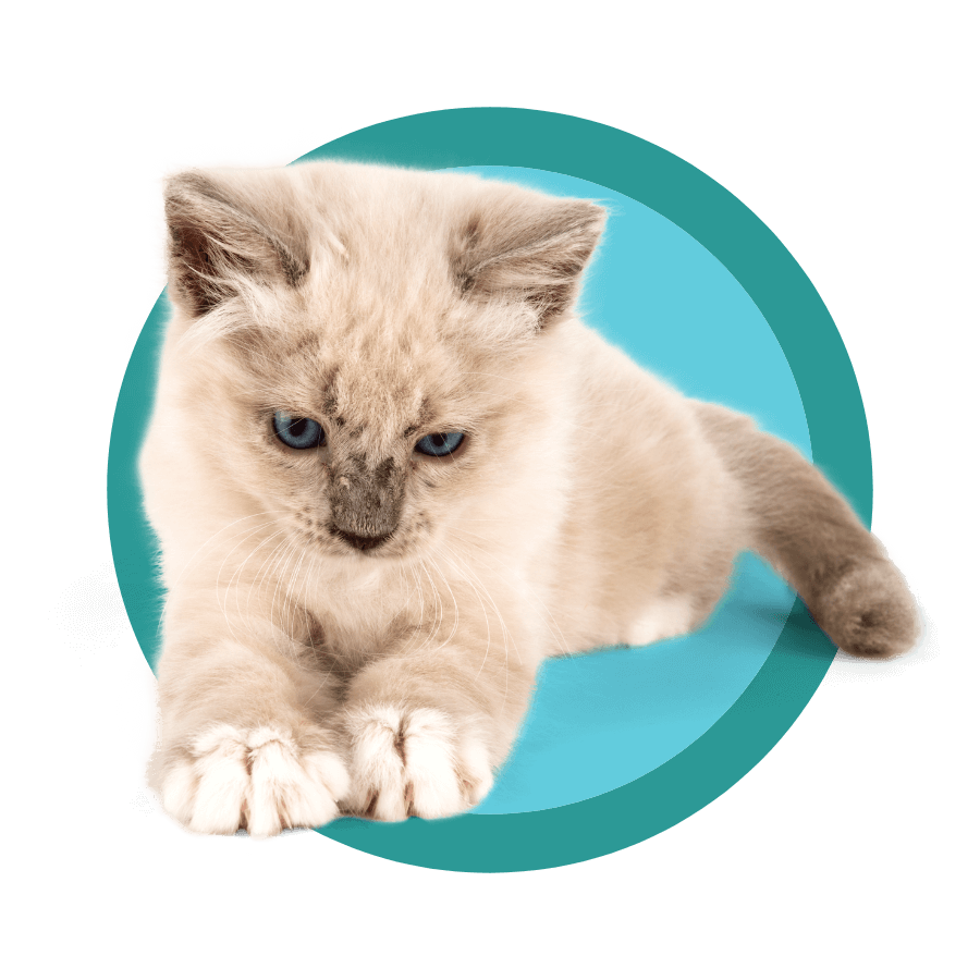 Discharge Instructions Santa Rosa Veterinary Hospital