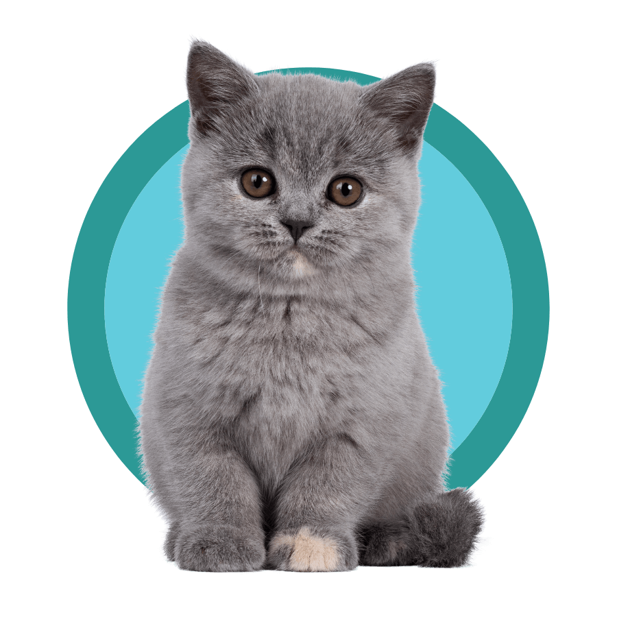 Santa Rosa, CA Veterinary Services Santa Rosa Veterinary Hospital