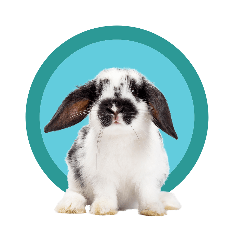 Additional Pet Services in Santa Rosa , CA Santa Rosa Veterinary Hospital