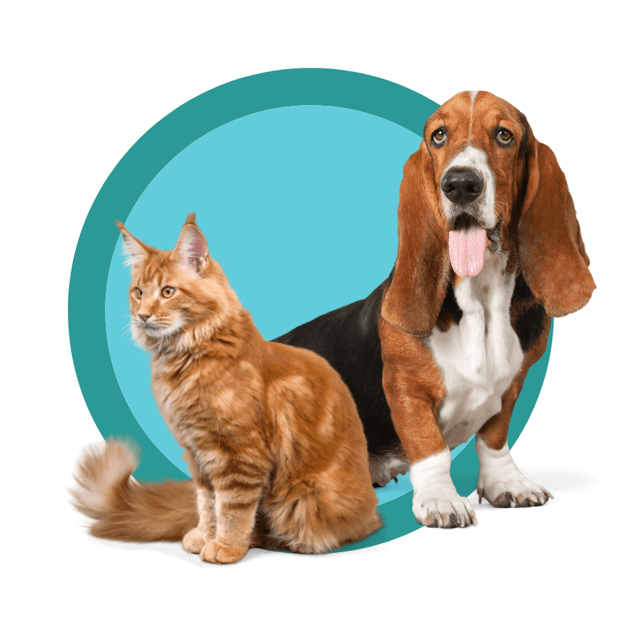 Pet Wellness Care in Santa Rosa Santa Rosa Vet Hospital