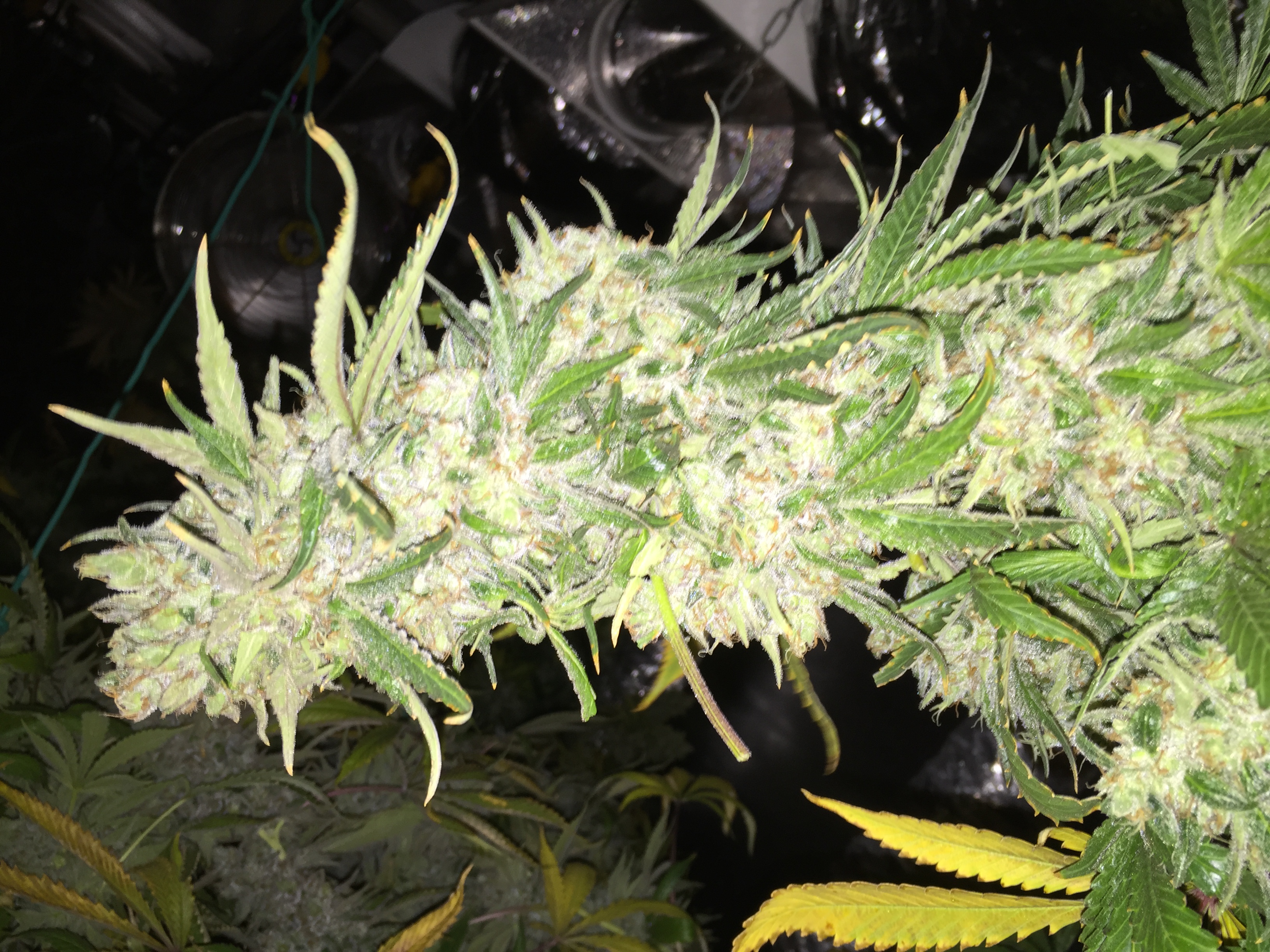 Santé Durango Sante Marijuana Dispensary