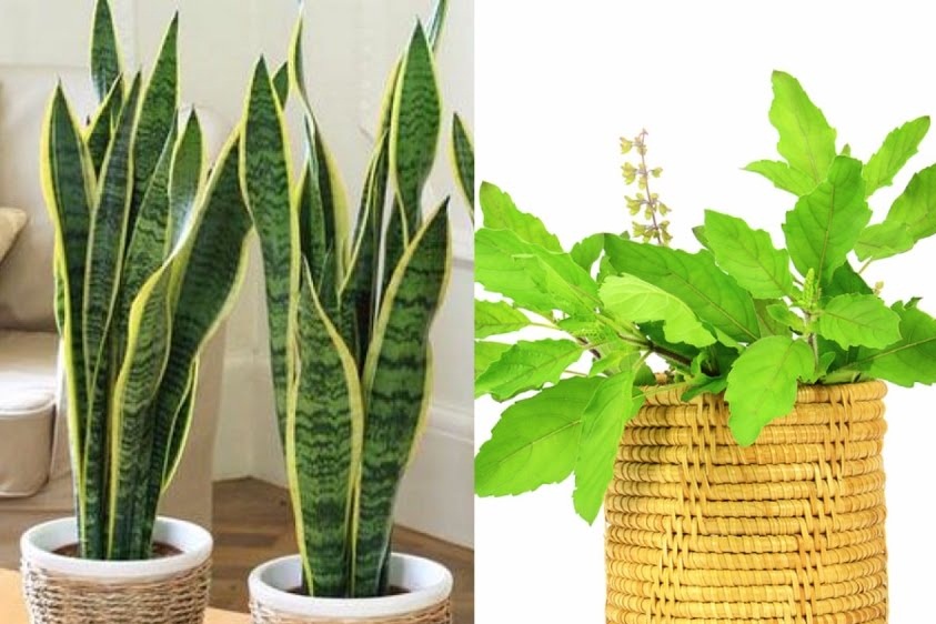 Voici les plantes d’intérieur qui peuvent survivre dans le