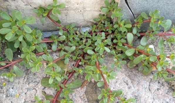 Cette plante médicinale est facile à cultiver et peut