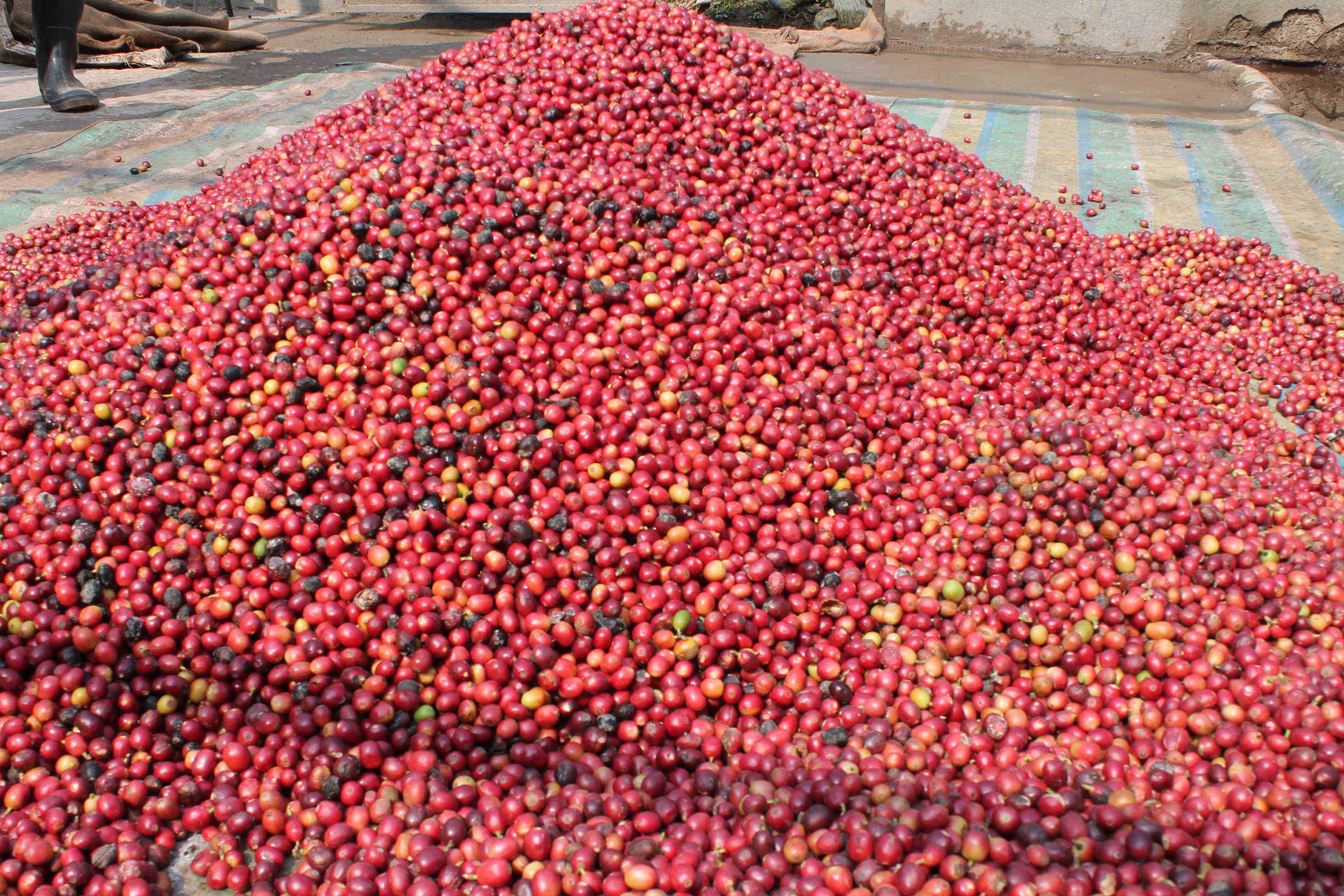 Coffee holding a promising future for Nepal Santosh Chhetri