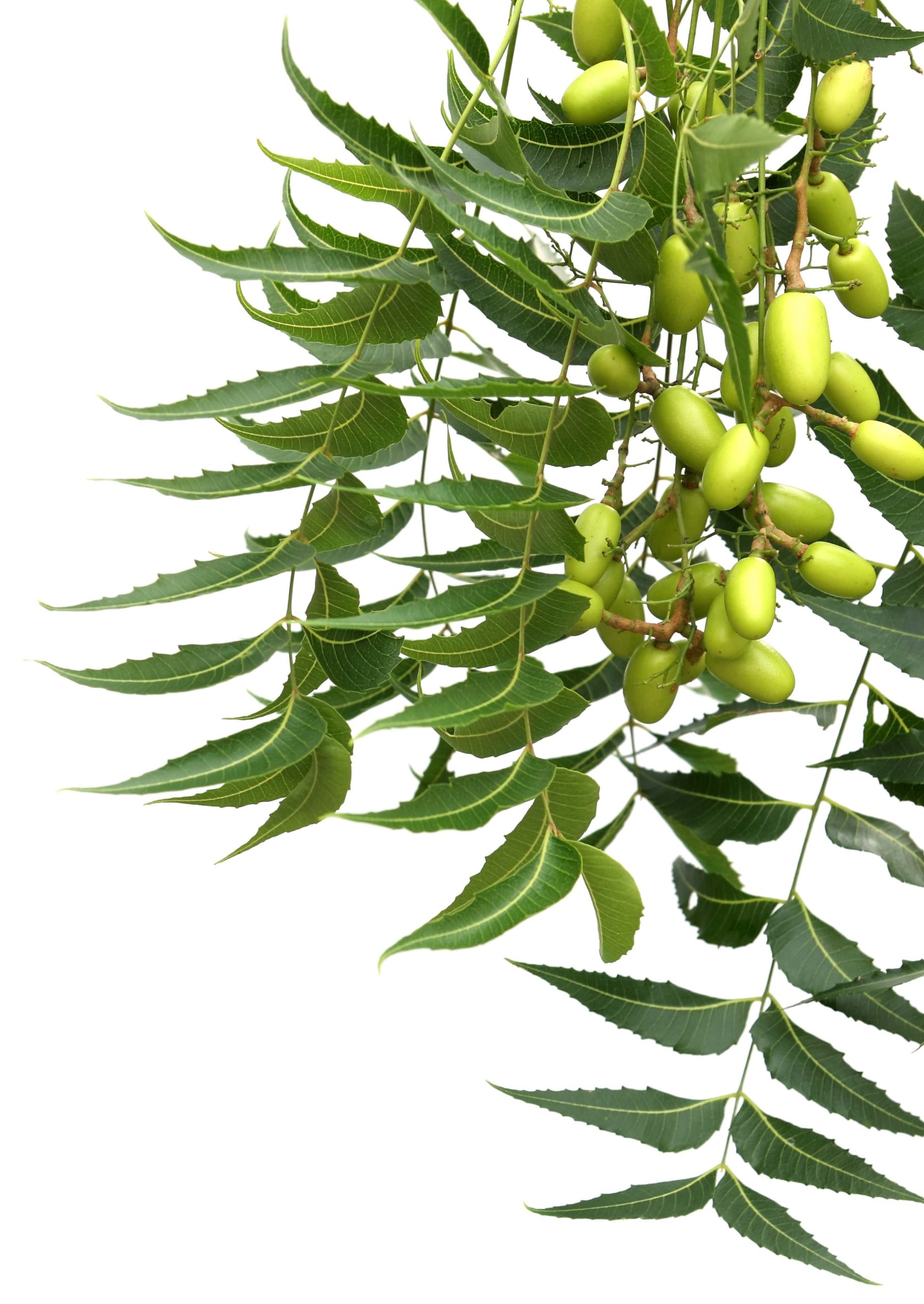 Neem And Its Association With Yoga Santosh Yoga Institute