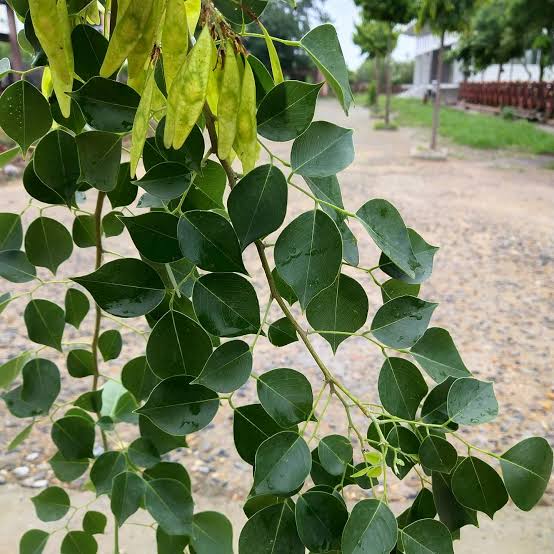 Sheesham Properties, Parts Used, Dosage & Benefits Santripty