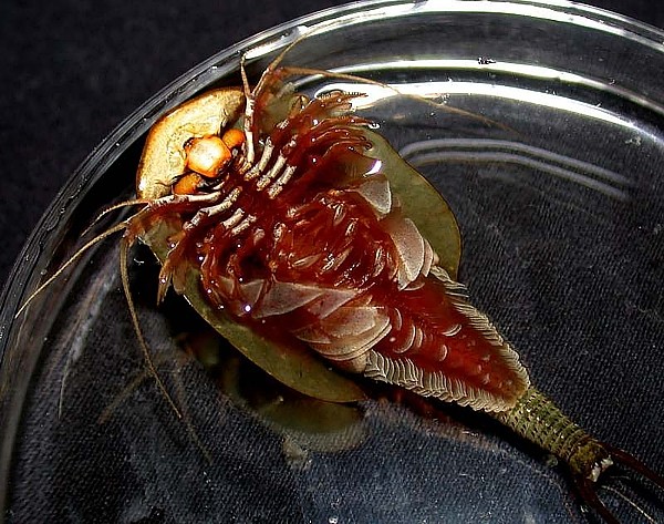 Triops 200 million years old indestructible pets And I write